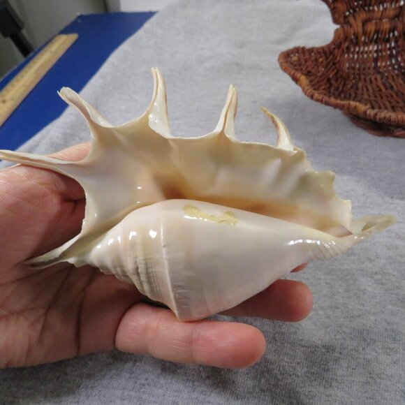 Wicker Basket Clam Shell & Spider Conch Sea Shell - Picture 12 of 13